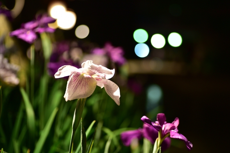 ライトアップされた花しょうぶの写真6