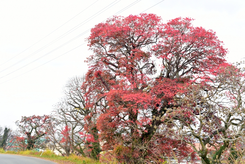 紅葉したハゼの木　1枚目の写真