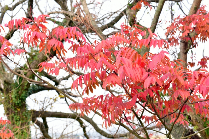 紅葉したハゼの葉の写真