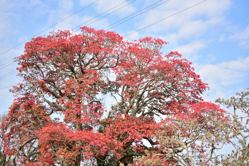 赤く紅葉したハゼの木の写真