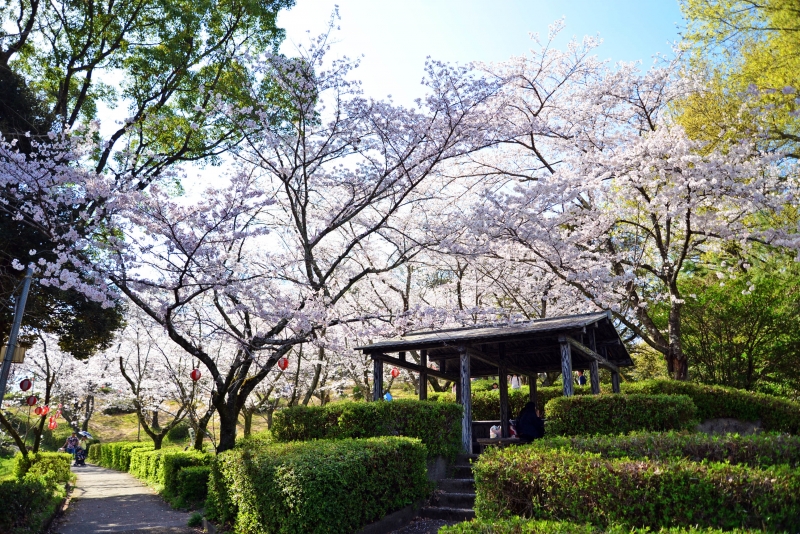 蛇ヶ谷公園の桜の写真
