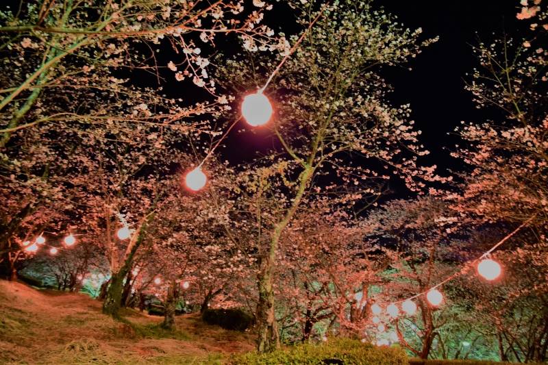 蛇ヶ谷公園の夜桜の写真