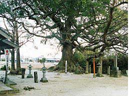 貴船神社の樟の写真