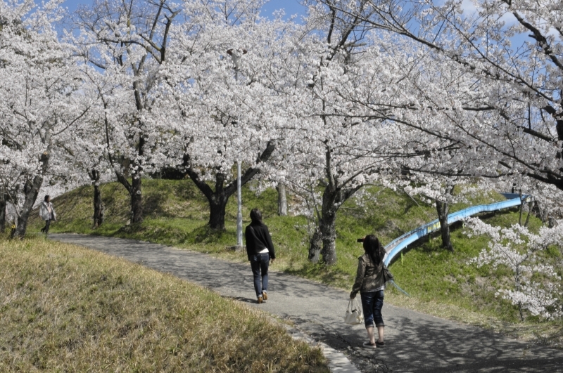 1 バナー広告の参考の桜の写真