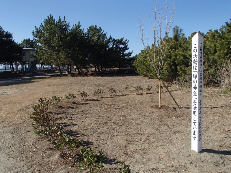 オオシマザクラ・シャリンバイが植えてある写真
