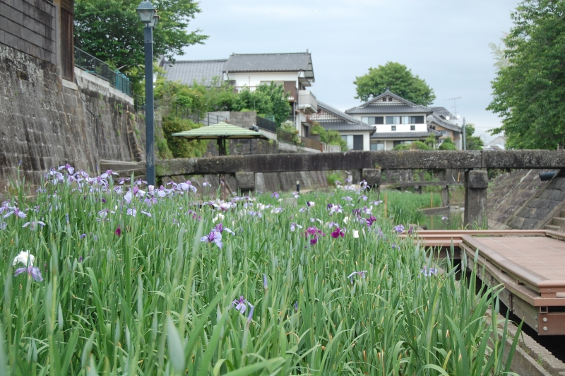 5月13日時点 小崎橋付近の花しょうぶの写真