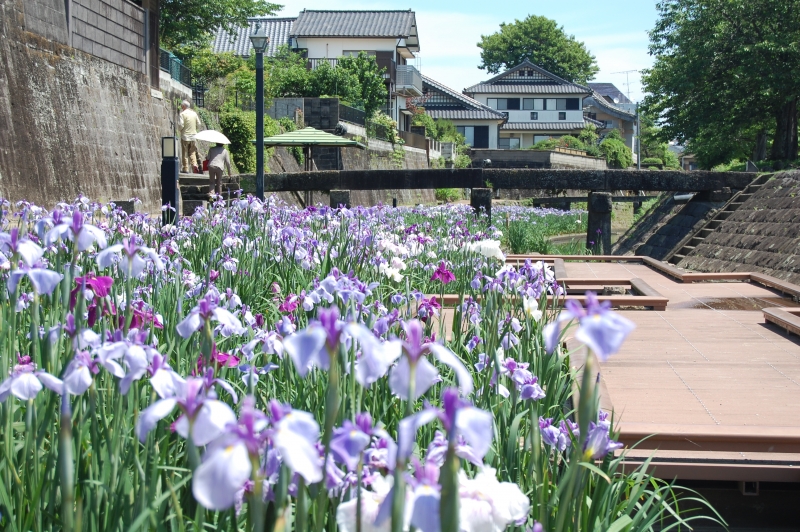 5月19日(全体5分咲き)小崎橋付近の花しょうぶの写真