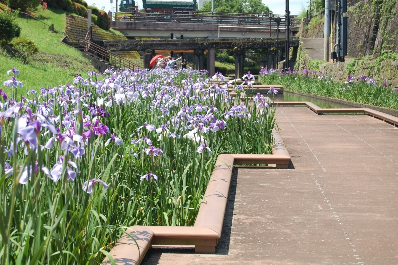 5月19日(全体5分咲き)酢屋橋付近の花しょうぶの写真