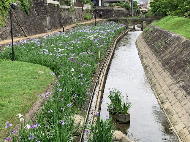 5月21日(全体見ごろ)小崎橋より上流側の花しょうぶの写真