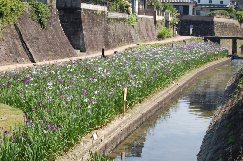 5月31日(全体盛り過ぎ)小崎橋より上流側の花しょうぶの写真