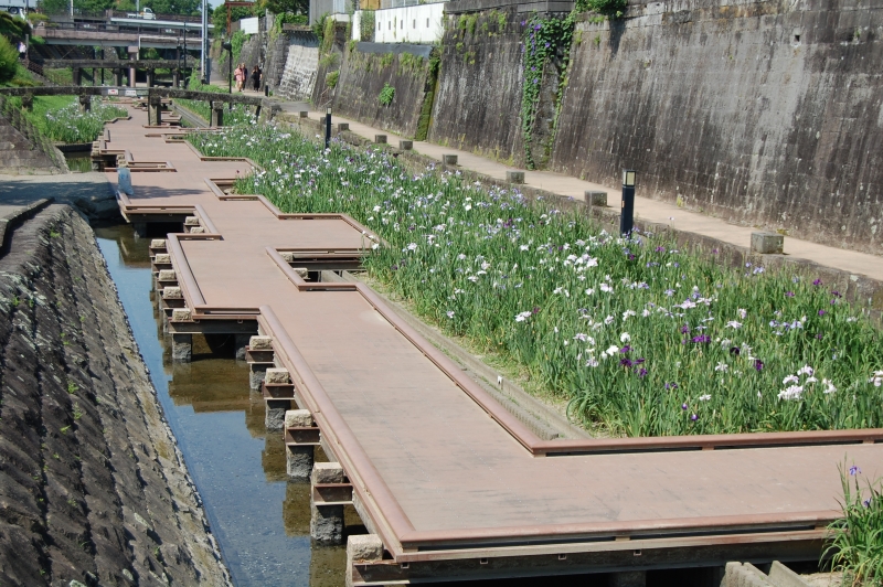5月31日(全体盛り過ぎ)小崎橋と酢屋橋の間の花しょうぶの写真