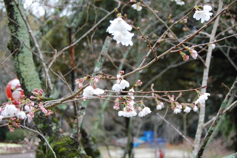 3月22日ちらほら咲き始めの写真(近景)