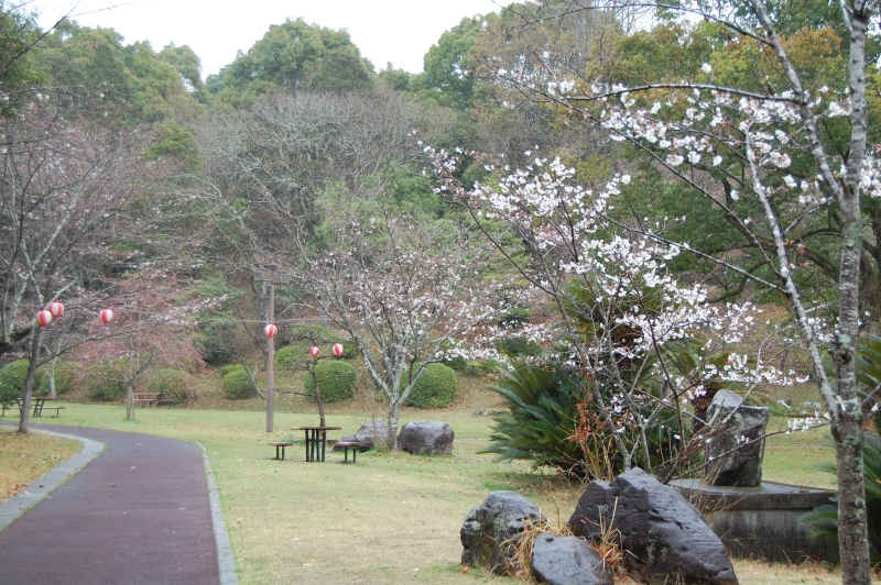 3月23日遊歩道沿いの三分咲きの桜の写真