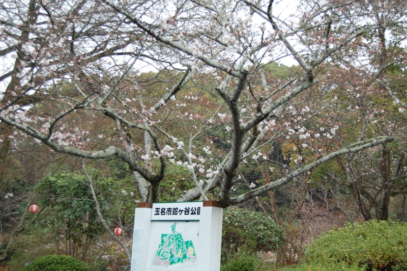 3月23日近くから撮影した三分咲きの桜の写真