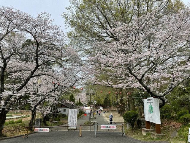 3月28日満開(公園入口)の写真