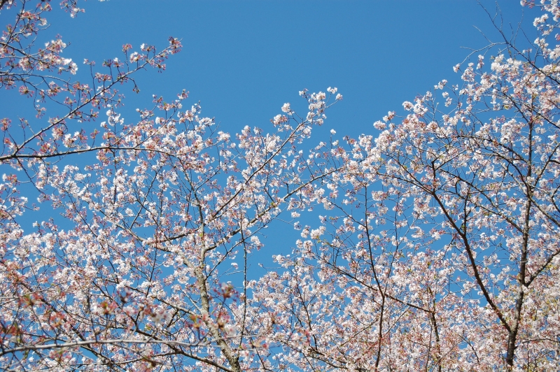 4月5日散り始めの桜と青空の写真