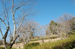 3月14日 つぼみの桜の写真(全景)