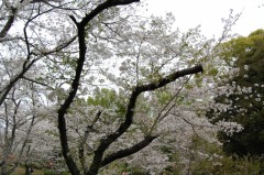 3月30日　散り始めの桜の写真(近景)