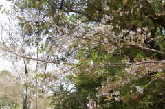 4月3日　落花盛んの桜の写真(近景)