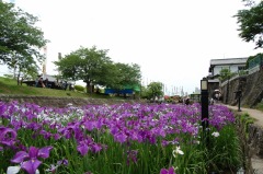 5月26日見頃(小崎橋上流側)の花しょうぶの写真