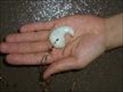 �ޤ��̤β���