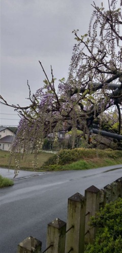 4��8�� �餭�Ϥ�λ��Ĥ�ƣ�μ̿�