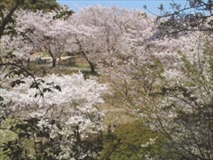 蛇ヶ谷公園の桜の画像