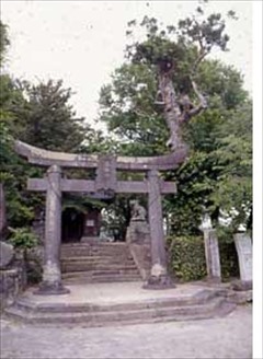 青木熊野座神社のナギ群の写真
