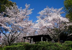 蛇ヶ谷公園桜の写真