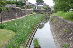 6月10日(終わり間近)小崎橋上流側の花しょうぶの写真