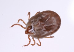 フタトゲチマダニ(国立感染症研究所昆虫医科学部提供)の写真