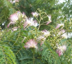 ねむの木の花の写真